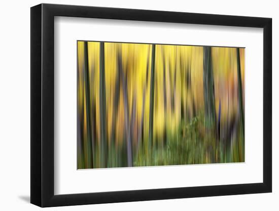 Forest Run II-James McLoughlin-Framed Photographic Print