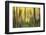 Forest Run II-James McLoughlin-Framed Photographic Print