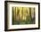 Forest Run II-James McLoughlin-Framed Photographic Print