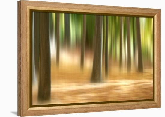 Forest Run III-James McLoughlin-Framed Premier Image Canvas