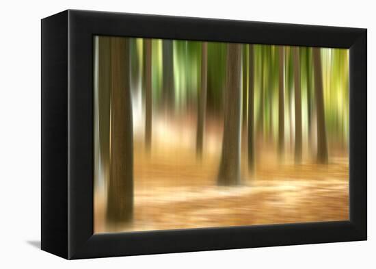 Forest Run III-James McLoughlin-Framed Premier Image Canvas