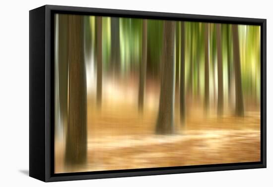 Forest Run III-James McLoughlin-Framed Premier Image Canvas