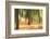 Forest Run III-James McLoughlin-Framed Photographic Print