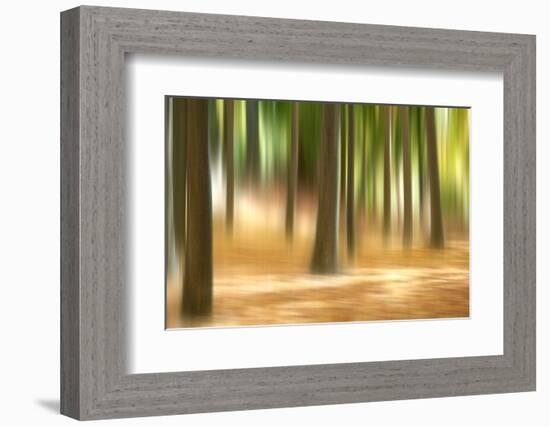 Forest Run III-James McLoughlin-Framed Photographic Print