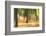 Forest Run III-James McLoughlin-Framed Photographic Print