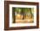 Forest Run III-James McLoughlin-Framed Photographic Print