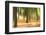 Forest Run III-James McLoughlin-Framed Photographic Print