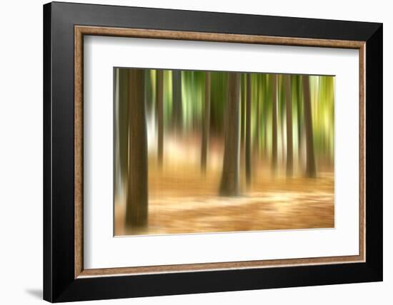 Forest Run III-James McLoughlin-Framed Photographic Print