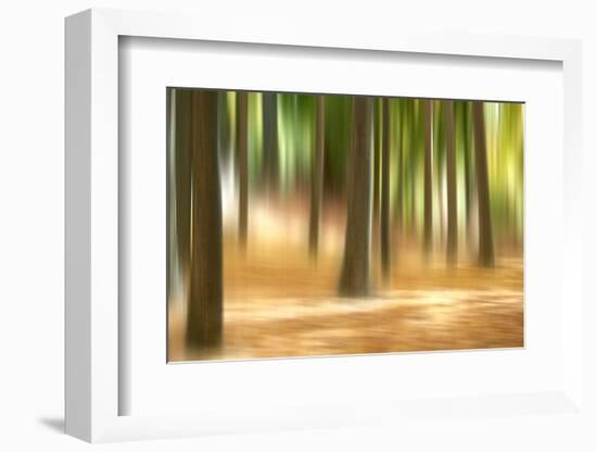 Forest Run III-James McLoughlin-Framed Photographic Print