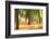 Forest Run III-James McLoughlin-Framed Photographic Print