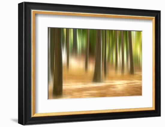 Forest Run III-James McLoughlin-Framed Photographic Print