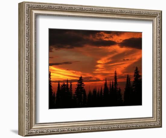 Forest's Edge-Art Wolfe-Framed Photographic Print