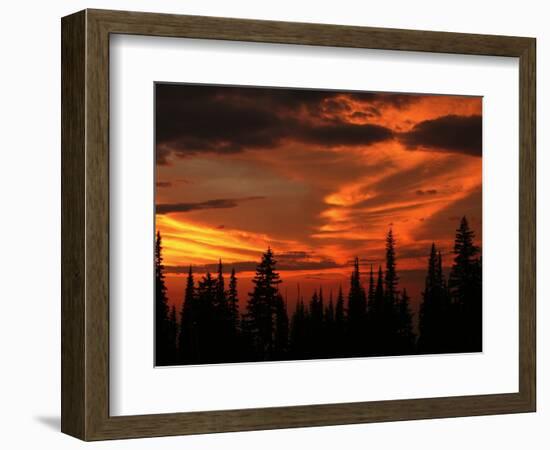 Forest's Edge-Art Wolfe-Framed Photographic Print