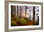 Forest Sanctuary-Philippe Sainte-Laudy-Framed Photographic Print