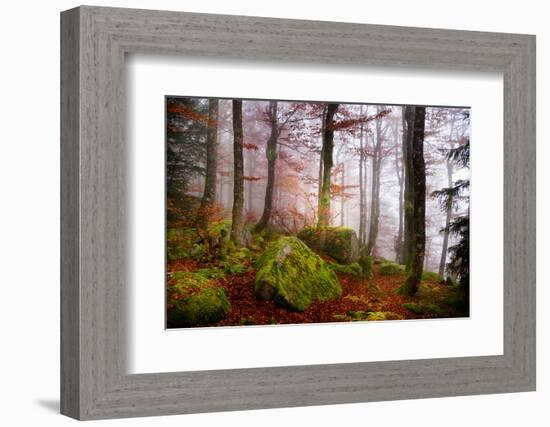 Forest Sanctuary-Philippe Sainte-Laudy-Framed Photographic Print