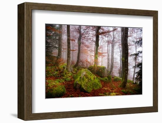 Forest Sanctuary-Philippe Sainte-Laudy-Framed Photographic Print