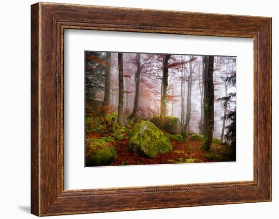 Forest Sanctuary-Philippe Sainte-Laudy-Framed Photographic Print