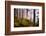 Forest Sanctuary-Philippe Sainte-Laudy-Framed Photographic Print