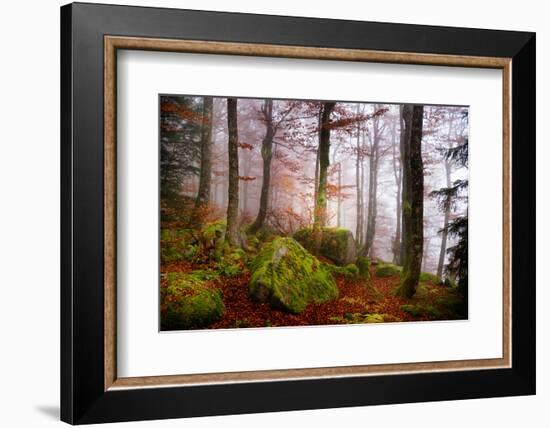 Forest Sanctuary-Philippe Sainte-Laudy-Framed Photographic Print