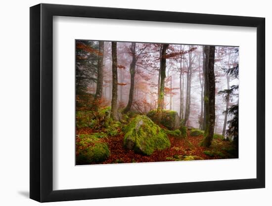 Forest Sanctuary-Philippe Sainte-Laudy-Framed Photographic Print