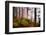 Forest Sanctuary-Philippe Sainte-Laudy-Framed Photographic Print