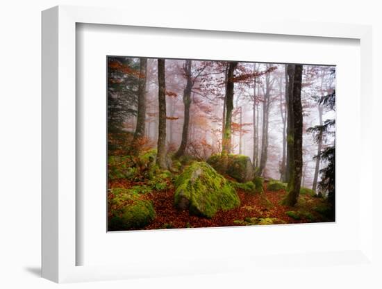 Forest Sanctuary-Philippe Sainte-Laudy-Framed Photographic Print