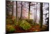 Forest Sanctuary-Philippe Sainte-Laudy-Mounted Photographic Print