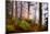 Forest Sanctuary-Philippe Sainte-Laudy-Mounted Photographic Print