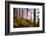 Forest Sanctuary-Philippe Sainte-Laudy-Framed Photographic Print