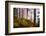 Forest Sanctuary-Philippe Sainte-Laudy-Framed Photographic Print