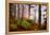 Forest Sanctuary-Philippe Sainte-Laudy-Framed Premier Image Canvas