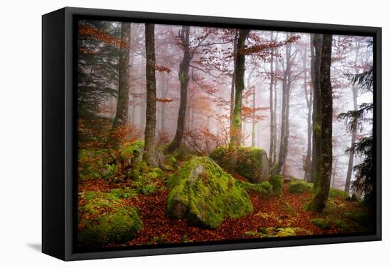 Forest Sanctuary-Philippe Sainte-Laudy-Framed Premier Image Canvas