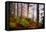 Forest Sanctuary-Philippe Sainte-Laudy-Framed Premier Image Canvas