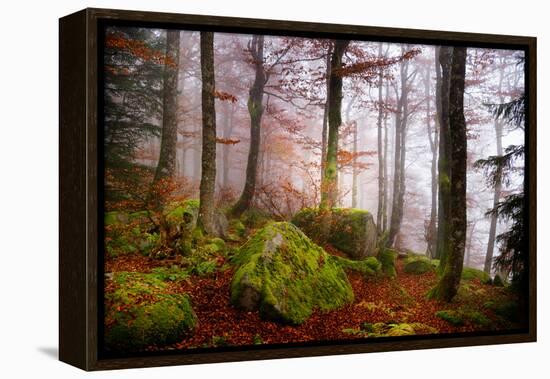 Forest Sanctuary-Philippe Sainte-Laudy-Framed Premier Image Canvas