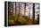 Forest Sanctuary-Philippe Sainte-Laudy-Framed Premier Image Canvas