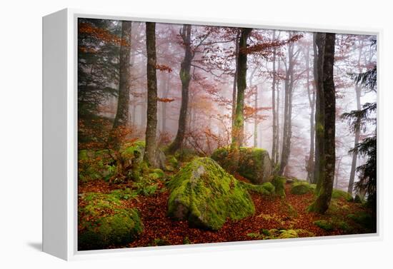 Forest Sanctuary-Philippe Sainte-Laudy-Framed Premier Image Canvas