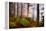 Forest Sanctuary-Philippe Sainte-Laudy-Framed Premier Image Canvas