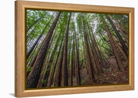 Forest Scene in Muir Woods State Park, Mill Valley, Ca-James White-Framed Premier Image Canvas