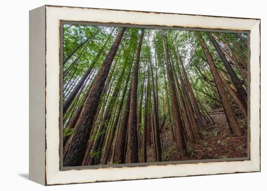 Forest Scene in Muir Woods State Park, Mill Valley, Ca-James White-Framed Premier Image Canvas