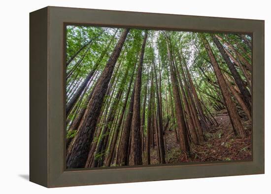 Forest Scene in Muir Woods State Park, Mill Valley, Ca-James White-Framed Premier Image Canvas