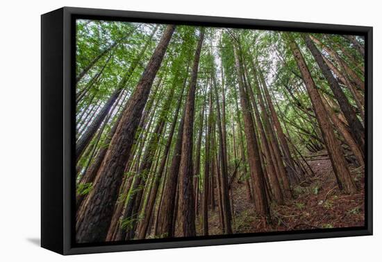 Forest Scene in Muir Woods State Park, Mill Valley, Ca-James White-Framed Premier Image Canvas