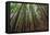 Forest Scene in Muir Woods State Park, Mill Valley, Ca-James White-Framed Premier Image Canvas