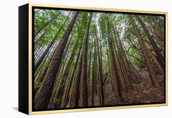 Forest Scene in Muir Woods State Park, Mill Valley, Ca-James White-Framed Premier Image Canvas