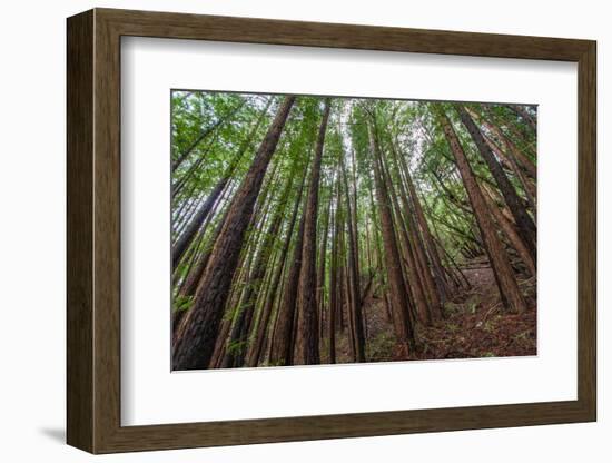 Forest Scene in Muir Woods State Park, Mill Valley, Ca-James White-Framed Photographic Print