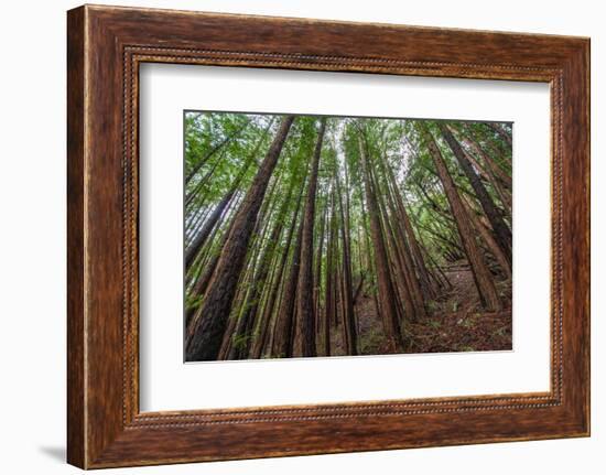 Forest Scene in Muir Woods State Park, Mill Valley, Ca-James White-Framed Photographic Print