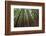 Forest Scene in Muir Woods State Park, Mill Valley, Ca-James White-Framed Photographic Print