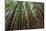 Forest Scene in Muir Woods State Park, Mill Valley, Ca-James White-Mounted Photographic Print