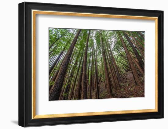 Forest Scene in Muir Woods State Park, Mill Valley, Ca-James White-Framed Photographic Print