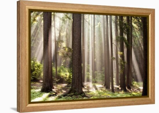 Forest Scene with Sun Rays Shining Through Branches-null-Framed Premier Image Canvas