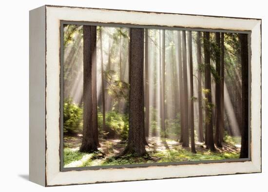 Forest Scene with Sun Rays Shining Through Branches-null-Framed Premier Image Canvas